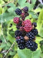 Rubus ulmifolius