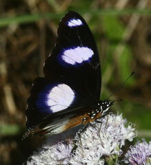 Hypolimnas misippus