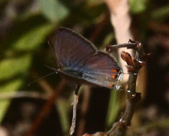 Eicochrysops messapus