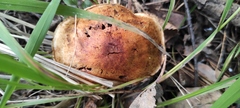 Cyanoboletus pulverulentus