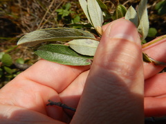 Salix glauca