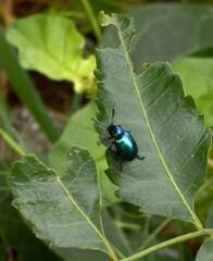 Platycorynus peregrinus