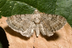Eupithecia pauxillaria