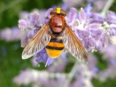 Volucella zonaria