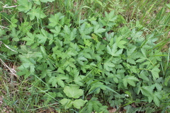Filipendula stepposa