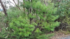 Banksia cunninghamii