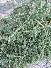 Atriplex patula