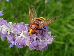 Volucella zonaria