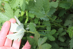 Filipendula stepposa