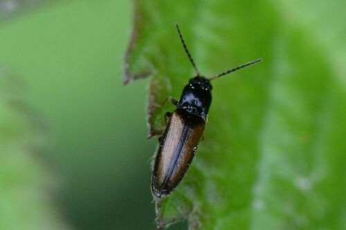 Adrastus limbatus