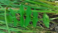 Pastinaca sativa sylvestris