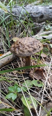 Leccinum variicolor