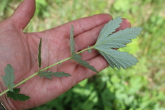 Filipendula stepposa