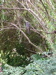 Pycnonotus sinensis formosae