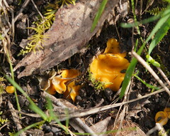 Phaeohelotium baileyanum