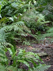 Gorsachius melanolophus