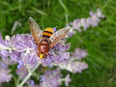 Volucella zonaria