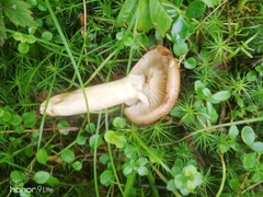 Lactarius helvus