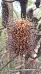 Banksia cunninghamii