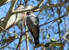 Lopholaimus antarcticus