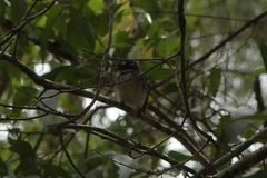 Rhipidura albiscapa
