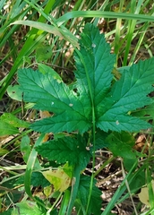 Filipendula stepposa