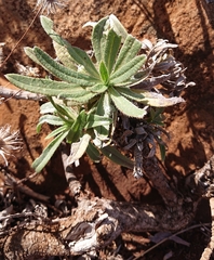 Echium