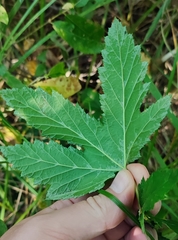 Filipendula stepposa
