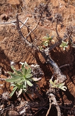 Echium