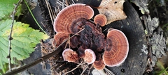 Nigroporus vinosus