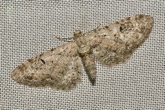 Eupithecia pauxillaria