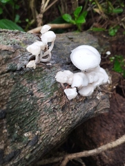 Marasmiellus candidus