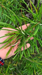 Banksia cunninghamii