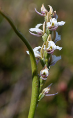 Prasophyllum suttonii