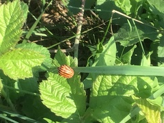 Graphosoma italicum italicum