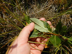 Salix phylicifolia