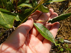 Salix phylicifolia