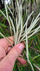 Banksia cunninghamii