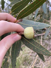 Eucalyptus todtiana