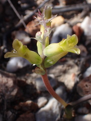 Lachenalia orchioides