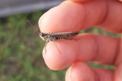 Chorthippus biguttulus