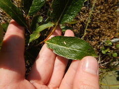 Salix phylicifolia