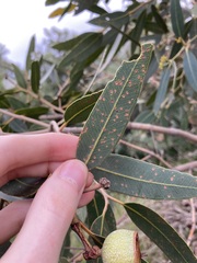 Eucalyptus todtiana