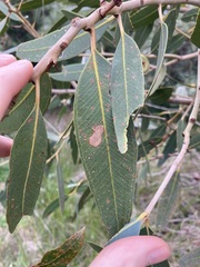 Eucalyptus todtiana
