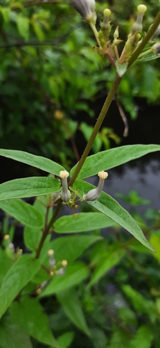 Ceropegia lawii