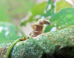 Coleophora colutella