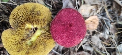 Suillus asiaticus