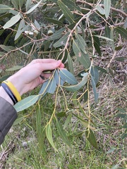 Eucalyptus todtiana