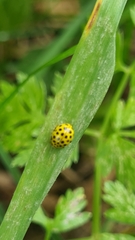 Psyllobora vigintiduopunctata
