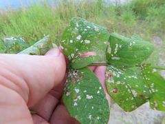 Coleophora colutella